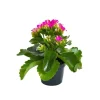 Discount Kalanchoé Calandiva à fleurs doubles plante baby en pot Ø 6 cm