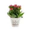 Clearance Kalanchoé Calandiva + Mini variés + cache-pot zinc
