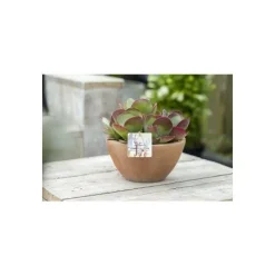 Discount Kalanchoé Thyrsiflora coupe – Pot de Ø 23 cm