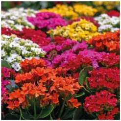 Clearance Kalanchoe à fleurs multicolores. La coupe Ø 23 cm