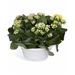 Best Kalanchoés Diamond Carnaval