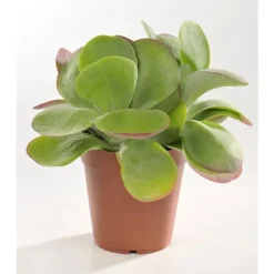 New Kalankoe thyrsiflora en pot Ø 12 cm