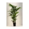 Best Kentia Forsteriana pot Ø27 cm/ H170 cm