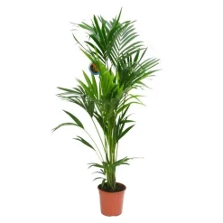 Clearance Kentia Forsteriana pot Ø27 cm/ H200 cm