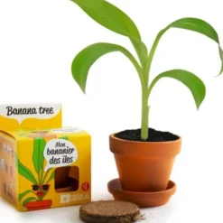 Clearance RADIS ET CAPUCINE Kit bananier à faire pousser en pot - Ø 8 cm