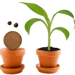 Clearance RADIS ET CAPUCINE Kit bananier à faire pousser en pot - Ø 8 cm