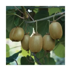 New BOTANIC® Kiwi Femelle Koryoku' Bio. Le pot de 5 litres