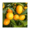 Discount Kumquat. Le pot de 2 litres