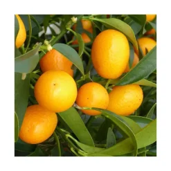 Clearance Kumquat. Le pot de 30 litres