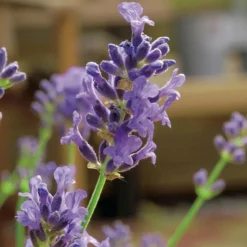 Hot Lavande Angustifolia Munstead - pot 3 L