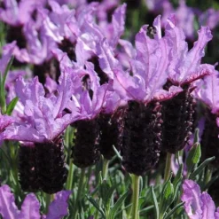 Best Lavande Dentata. Le pot de 3 litres