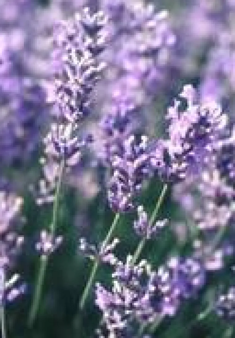 Sale Lavande Dutch Lavander. Le pot de 10 litres
