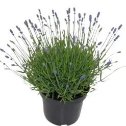 Online Lavande. En pot de 2 litres