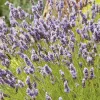 Discount BOTANIC® Lavande ou Lavandin Grosso à fleurs violettes. Le pot de 3 litres