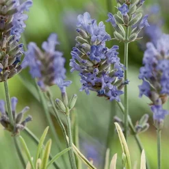 Hot BOTANIC® Lavande Platinum Blonde. Le pot de 3 litres