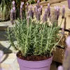 Hot Lavande Stoechas Lucy Pink. Le pot de 4 litres