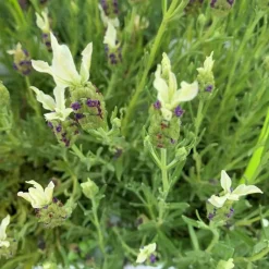 Sale BOTANIC® Lavande Tiara 'Fair 10' - Le pot de 3 litres