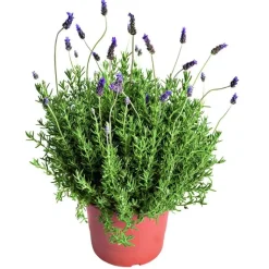 Discount LAVANDULA