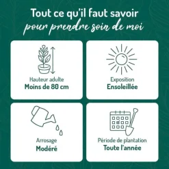 Sale BOTANIC® Lavandula Augustifolia Varie ou Lavande pot 3 L