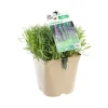 BOTANIC® Lavandula Intermedia ou Lavandin Dutch à fleurs violettes. Le pot de 3 litres