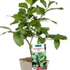 Clearance BOTANIC® Lime Japonaise Sudashi Bio. Le pot de 3 litres