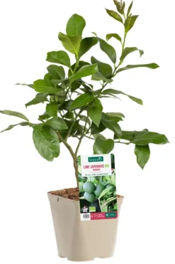 Clearance BOTANIC® Lime Japonaise Sudashi Bio. Le pot de 3 litres