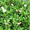 Discount Lippia Nudiflora - La barquette de 6 plants