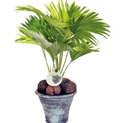 Best Livistonia + Cp