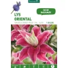 New BOTANIC® Lys Oriental Double Sweet Rosy rose - 1 bulbe