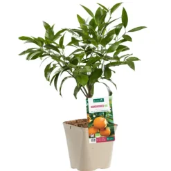 Online BOTANIC® Mandarinier Bio. Le pot de 3 litres