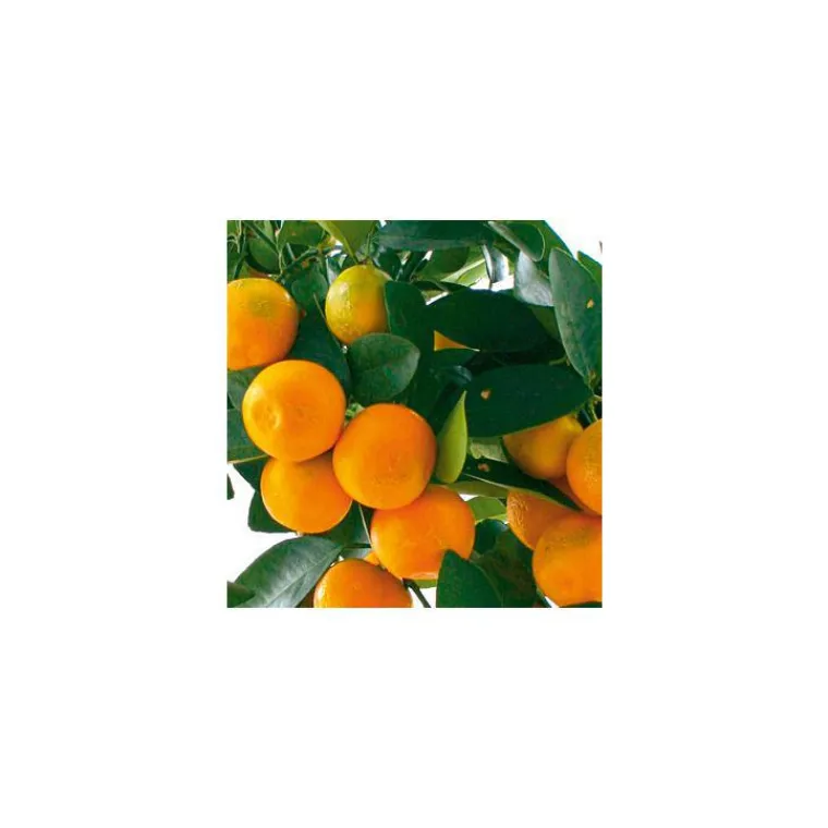 New Mandarinier. Le pot de 5 litres