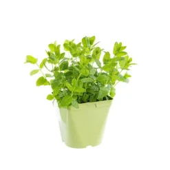 Discount BOTANIC® Menthe Marocaine Bio. Le pot de 2,5 litres