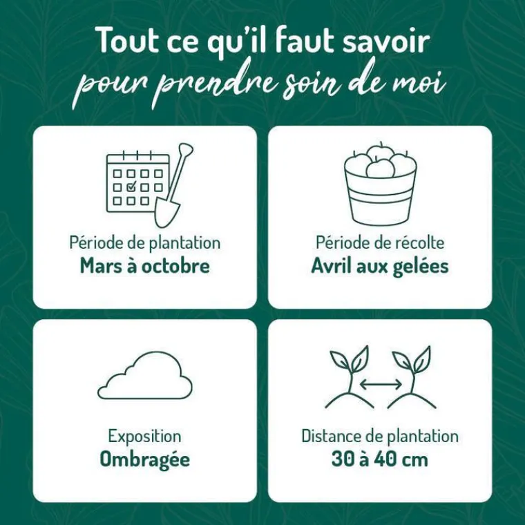 Discount BOTANIC® Menthe Marocaine Bio. Le pot de 2,5 litres