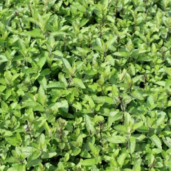 New BOTANIC® Menthe Mojito Bio. Le pot de 4,6 litres