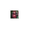 Online BOTANIC® Miltonia 2 Branches Pot Ø12 cm