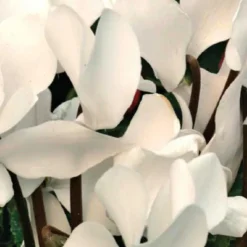 Sale BOTANIC® Mini cyclamen blanc - Le pot de diamètre 10,5 cm
