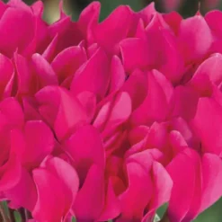 BOTANIC® Mini cyclamen fuchsia vif - Le pot de diamètre 10,5 cm