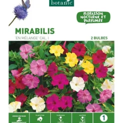 Sale BOTANIC® Mirabilis Jalapa Mélange - 2 bulbes
