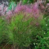 Sale BOTANIC® Miscanthus sinensis Morning Light vert . Le pot de 2 litres