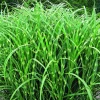 Best BOTANIC® Miscanthus sinensis Zebrinus vert . Le pot de 4 litres