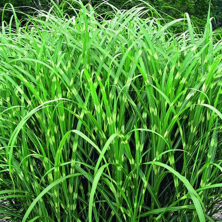 Best BOTANIC® Miscanthus sinensis Zebrinus vert . Le pot de 4 litres