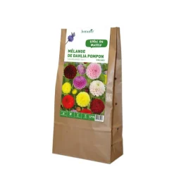 Sale BOTANIC® Mélange dahlia Pompom - 5 bulbes