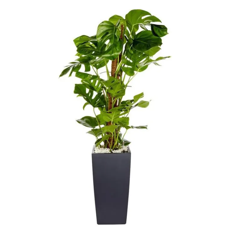 Monstera et son pot Cubico color Ø 30 gris