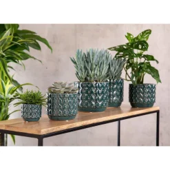 Discount Monstera (Philodendron Monstera Obliqua) + cache-pot céramique, Ø12 cm