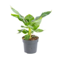 Best Musa Bananier pot Ø17xH55/75 cm