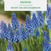 New BOTANIC® Muscari armeniacum - 12 bulbes