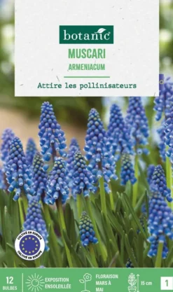 New BOTANIC® Muscari armeniacum - 12 bulbes