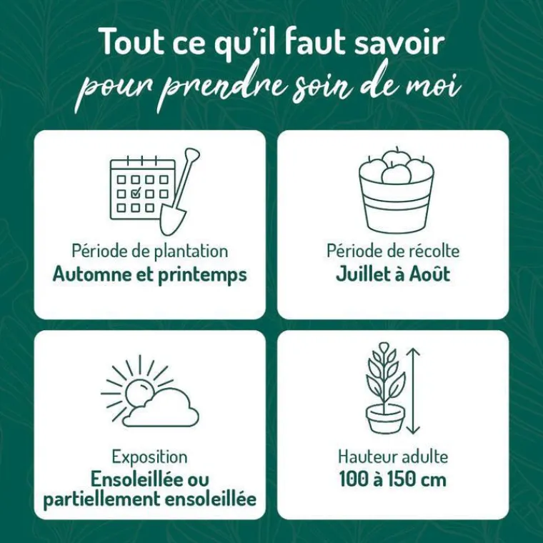 Discount BOTANIC® Myrtille Brigitta Blue Bio. Le pot de 2 litres