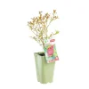 Clearance BOTANIC® Myrtille Pink Lemonade® Bio. Le pot de 2 litres