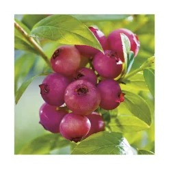 Clearance BOTANIC® Myrtille Pink Lemonade® Bio. Le pot de 2 litres